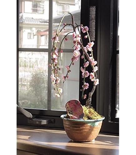 Amazon.co.jp: 梅盆栽 八重寒紅(八重咲き・ピンク）【現品】 (661025